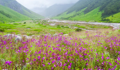 The Valley of Flowers , Uttarakhand (1)
